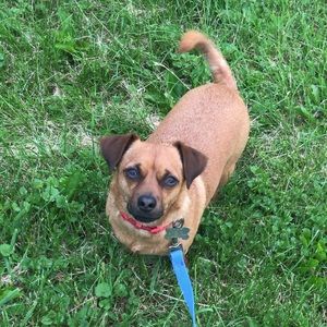 Meet your Posher, Abby